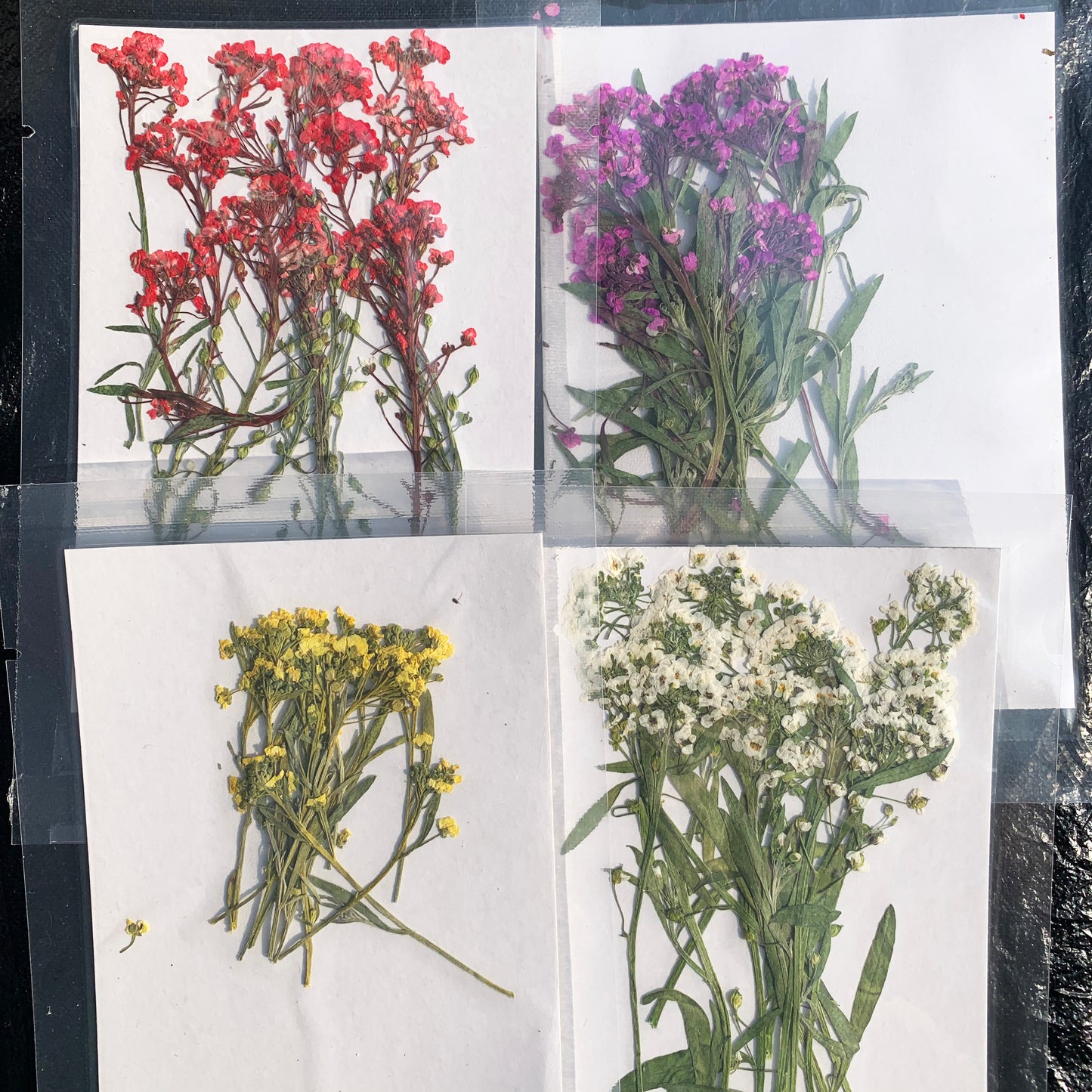 Dried Flowers
