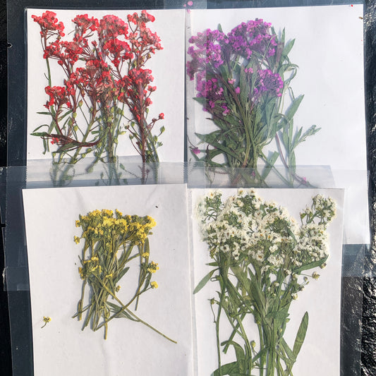 Dried Flowers